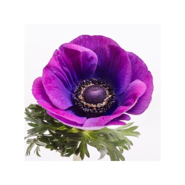 Anemone Grape Purple