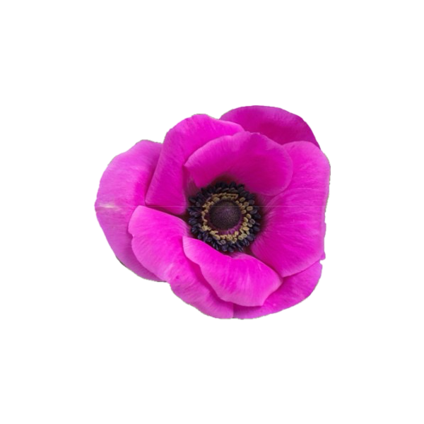 Anemone Hot Pink