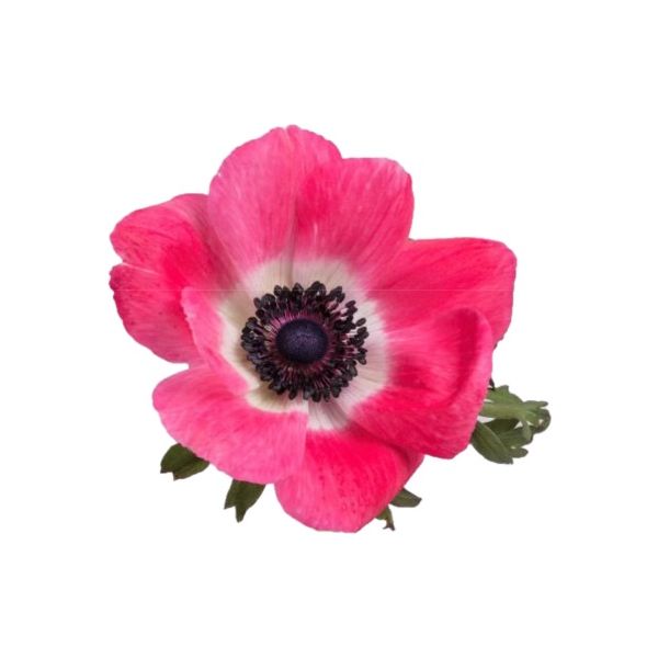 Anemone Pink