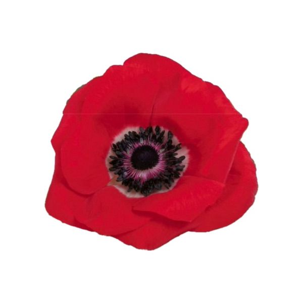Anemone Red