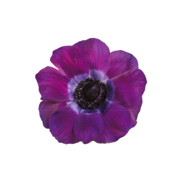 Anemone Viola Burgundy