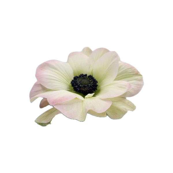 Anemone White Blush