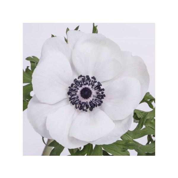 Anemone White
