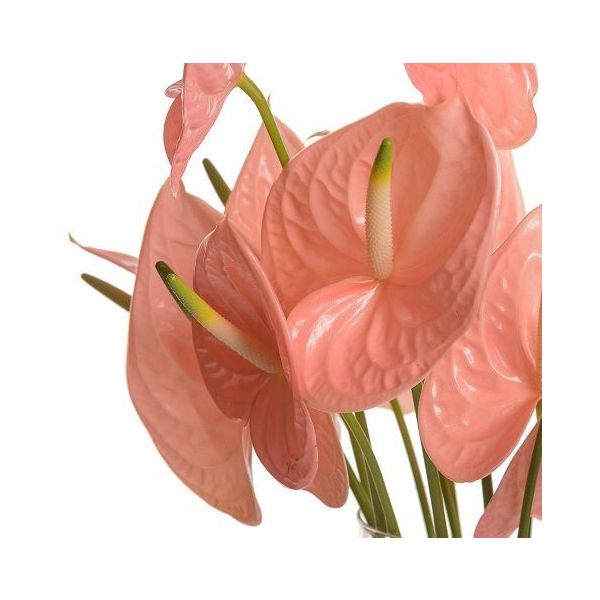 Anthurium Peach