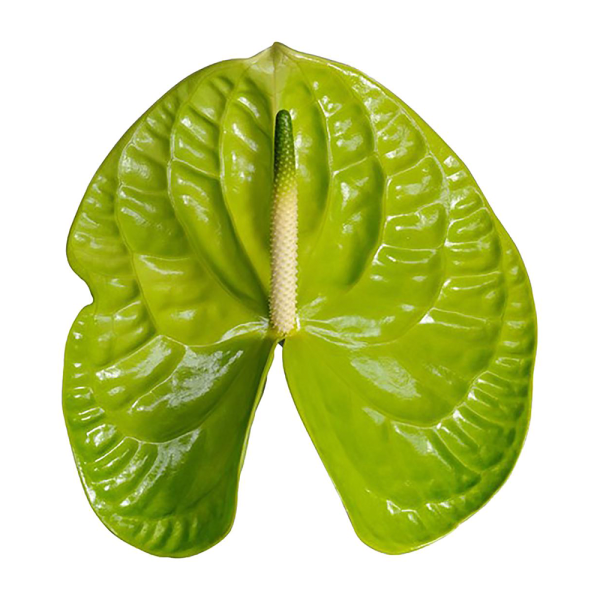 Anthurium Green