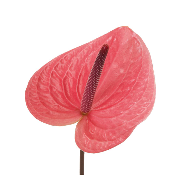 Anthurium Pink