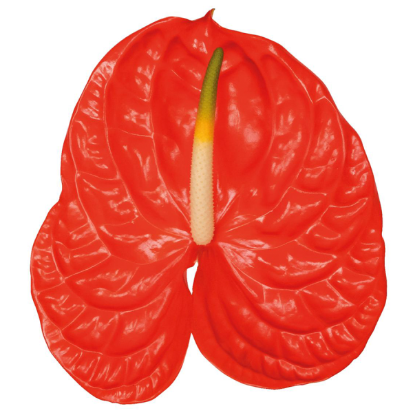 Anthurium Red