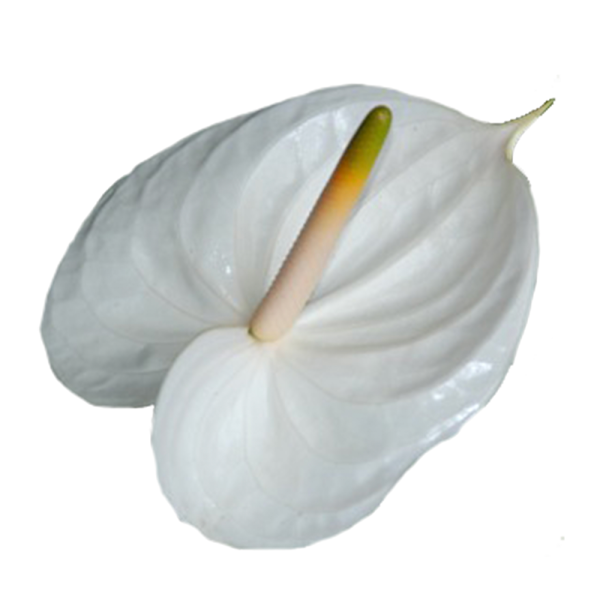 Anthurium White