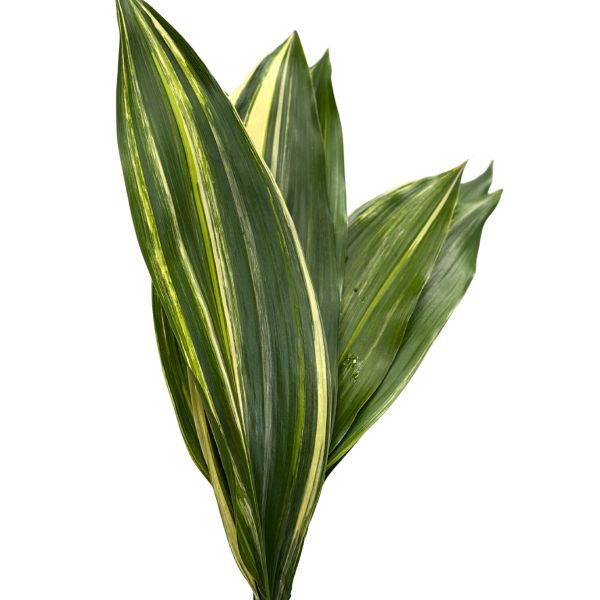 Aspedistra Variegated