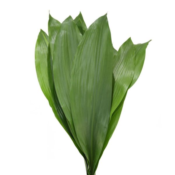 Calla Lily Foliage