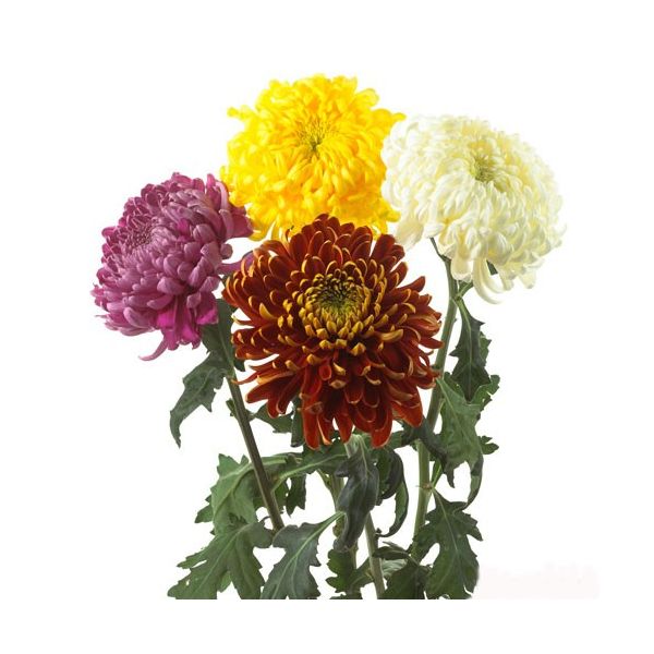 football mum — assorted