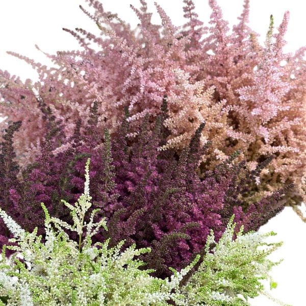 Assorted Astilbe 