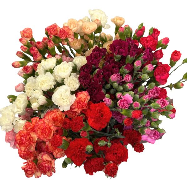 Mini Carnation Assorted