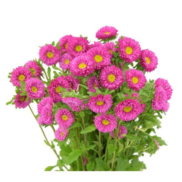 Aster Matsumoto pink