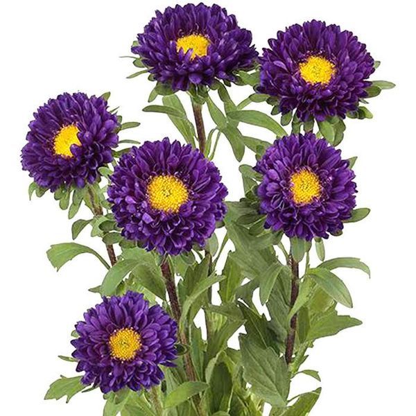 Aster Matsumoto purple