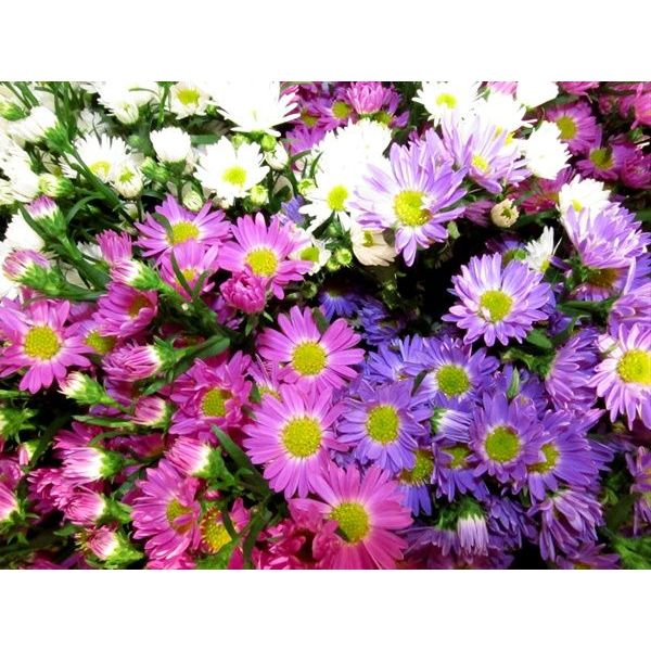 Aster Montecasino Assorted flowers bouquet – vibrant colors for weddings