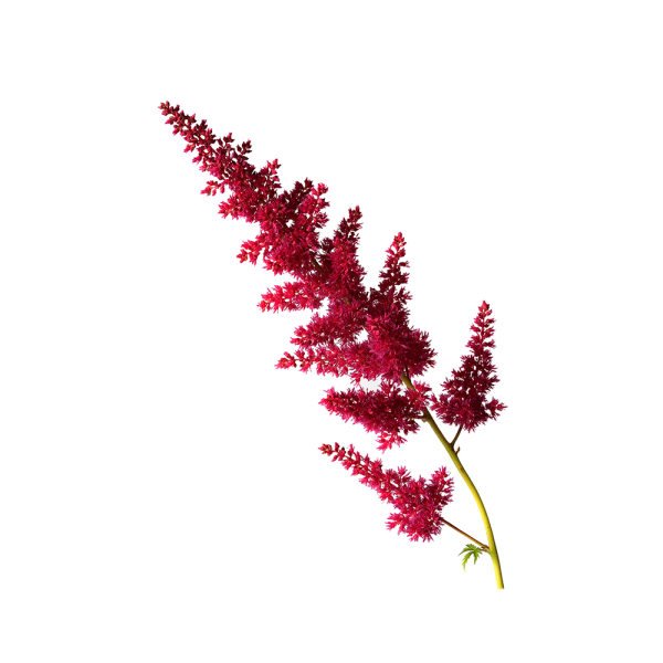 Astilbe - red