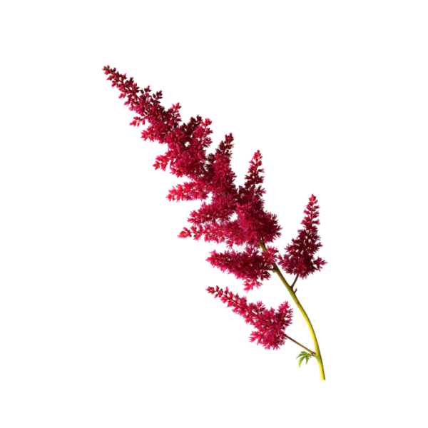 Astilbe