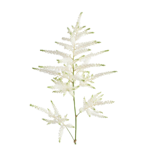 Astilbe - white