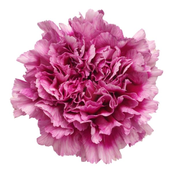 Jubilee Carnations – Bright Wholesale Carnations for Weddings & Florists