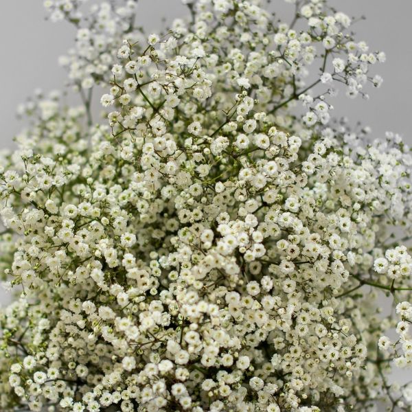 Gypsophila Baby's Breath Million Star