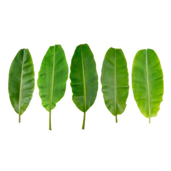 Banana Leaves