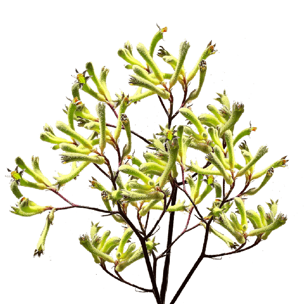 Kangaroo Paw — green
