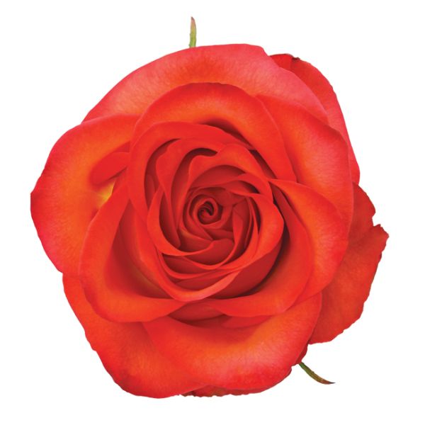 Orange Rose High & Orange Magic