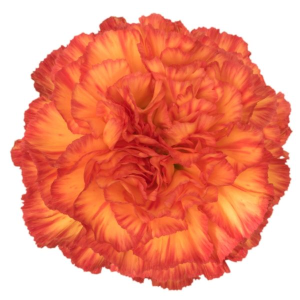 Bi-color Orange Zentih Carnation