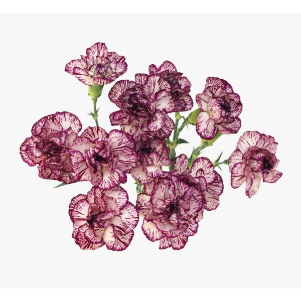 Bi-color Purple & White Mini Carnation 