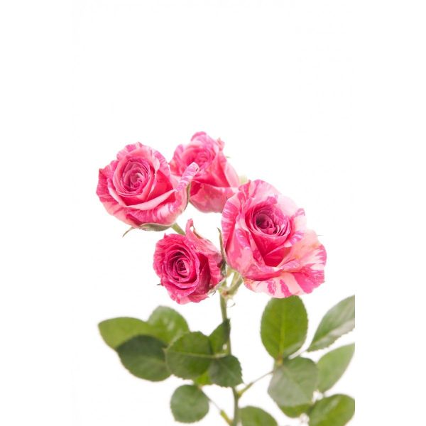 Spray Roses Pink Flash