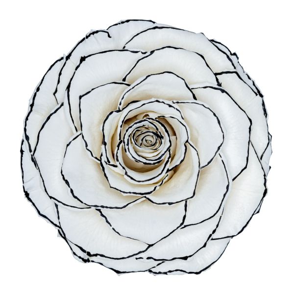 Zebra bi Color Preserved Roses