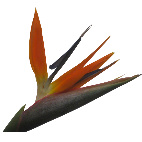 Birds Of Paradise