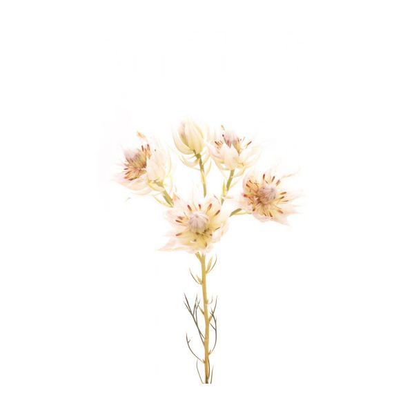 Blushing Bride Protea