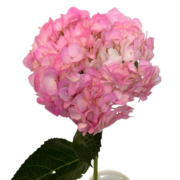 Hydrangea Tinted Hot Pink