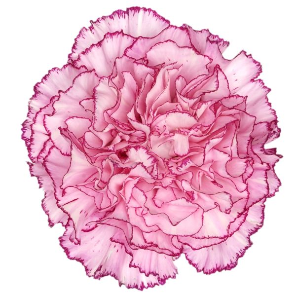 Carnation Boheme-Bi color pink