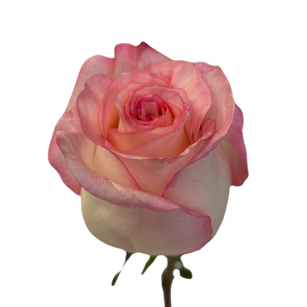 Light Pink Boulevard Roses