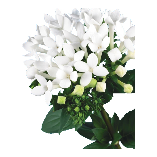 Bouvardia - white