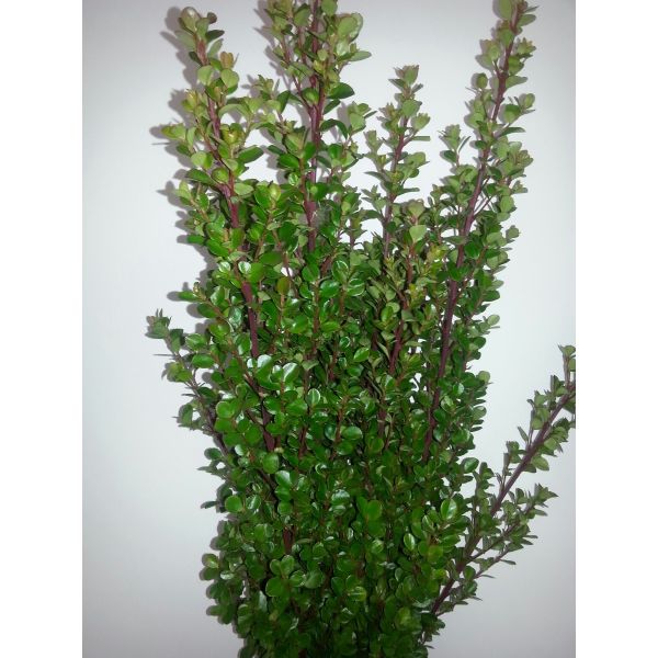 Boxwood