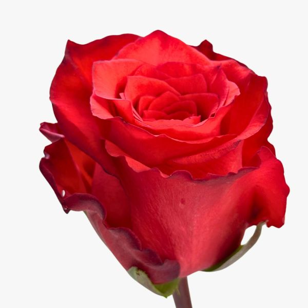 Dark Orange Bromo Rose