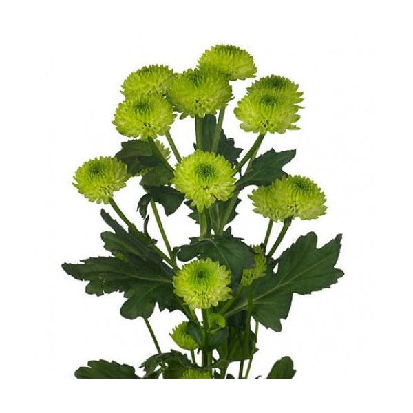 Green button pom mums bulk wholesale flowers DC pickup Danisa’s Flowers
