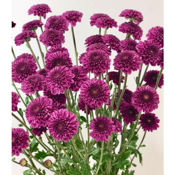 Purple button pom mums bulk wholesale flowers DC pickup Danisa’s Flowers