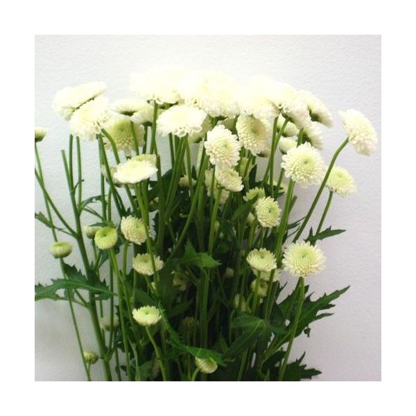 White button pom mums bulk wholesale flowers DC pickup Danisa’s Flowers