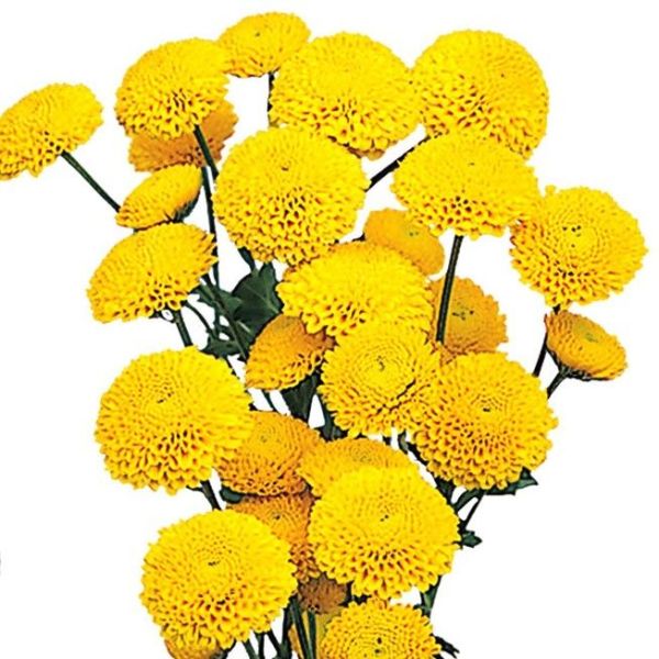Yellow button pom mums bulk wholesale flowers DC pickup Danisa’s Flowers