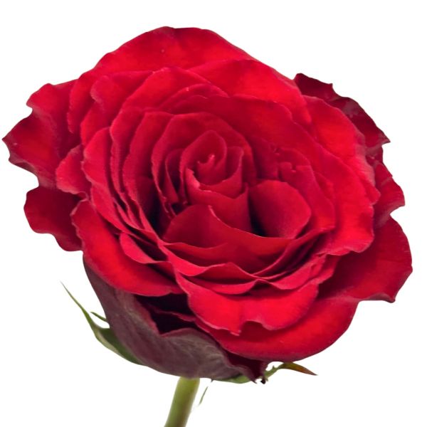 Red Born Free Roses - Wholesale Flowers