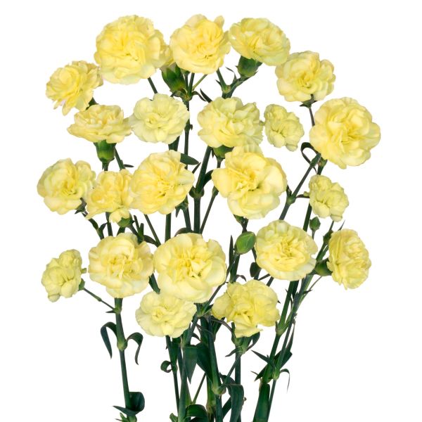Mini Light Yellow  Carnation 