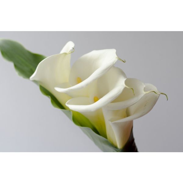 Calla lily white extra 90 cm