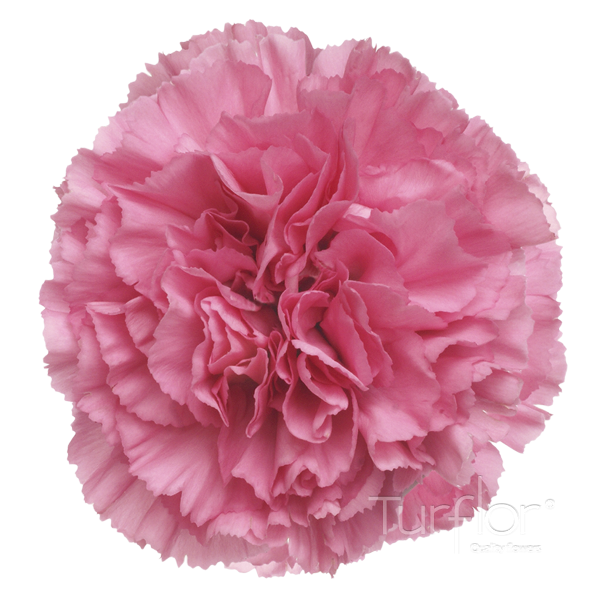 Pink Carnations – Soft Pink Wholesale Carnations in Bulk for Florists & Brides