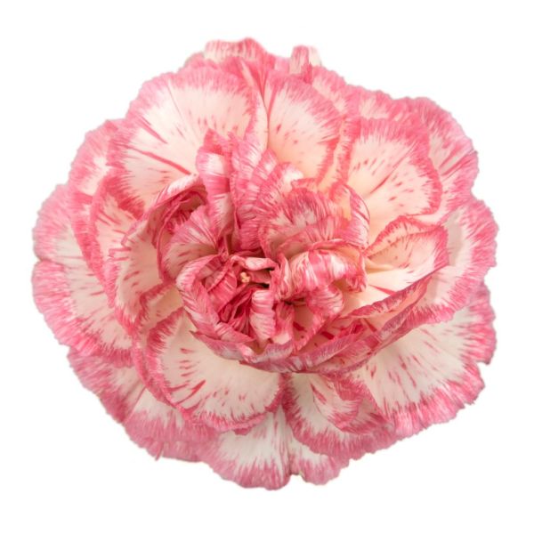 Armonia Carnations – Beautiful Wholesale Carnations in Bulk for Events & Bouquets