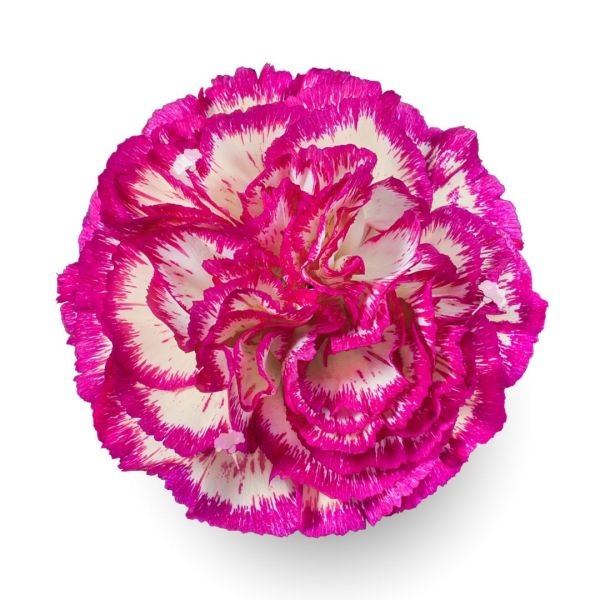 Bi color Cassiopea Carnation